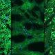 Image for article titled First Successful Gene-Editing in Live Mammals Brings Us Closer to Human Treatments